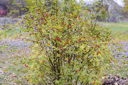 果子成熟的臀丛灌木果实野玫瑰索恩式红玫瑰臀部果实茂盛红玫瑰臀部背景图片