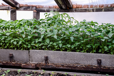 温室种植中的胡椒苗温室种植中的辣椒苗温室种植中的辣椒苗背景图片