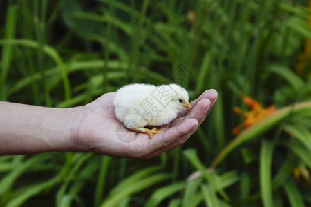 手里拿着鸡人类手中的新生小鸡手里拿着鸡人类手中的新生小鸡图片