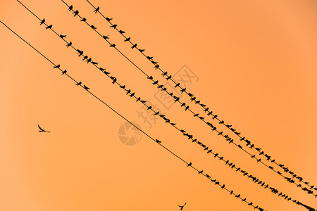 电线日落和燕子上的轮廓日落电线和燕子上的轮廓图片