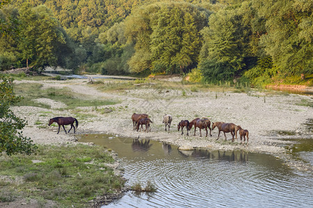 马与萎缩的河流接轨马生活与高清图片