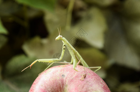 苹果上的雄祈祷蚂蚁寻找猎物昆虫捕食者蚂蚁图片