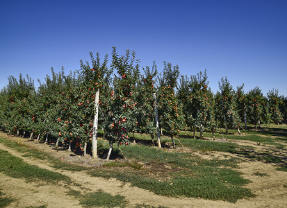 苹果园树下木的行和地果实苹园树木的行和地下果实图片
