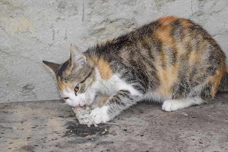 猫捉到老鼠和猫的自然灭绝图片