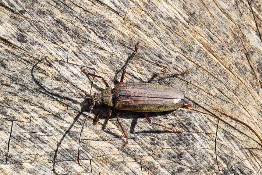 甲虫树皮甲虫昆虫的意象长着长触角的甲虫甲虫树皮甲虫昆虫的意象长触角的甲虫图片