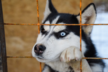 有着不同眼睛的哈士奇狗黑白哈士奇棕色和蓝色的眼睛有着不同眼睛的哈士奇狗黑白哈士奇棕色和蓝色的眼睛图片