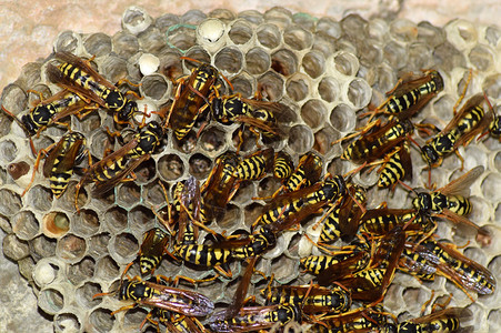 有黄蜂坐在上面的黄蜂窝黄蜂抛光剂近距离拍摄的黄蜂家族的巢穴有黄蜂坐在上面的黄蜂窝图片