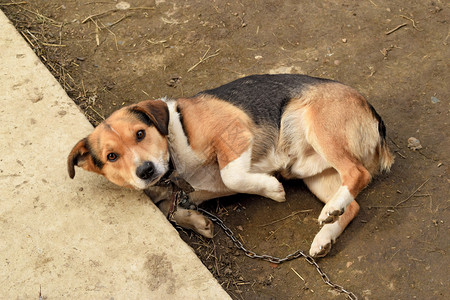 一条链子上的蒙古狗私家图片