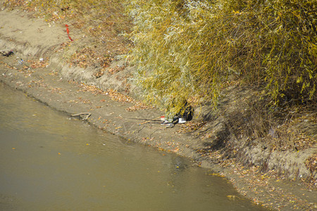 在河岸钓鱼的渔民图片