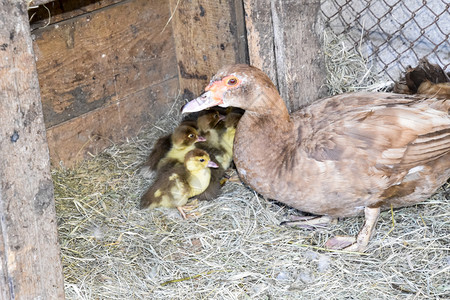 番鸭妈妈和小鸭麝香鸭在家里养麝香鸭番鸭妈妈和小鸭图片