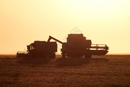 日落时联合收获农业机械投入运行图片