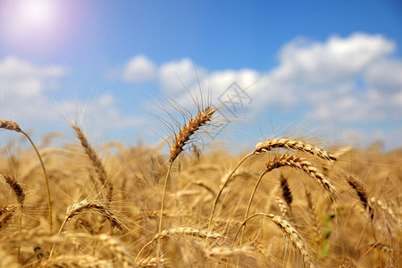 在蓝天背景下阳光黄小麦发亮的耳蓝天背景下图片
