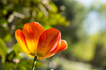 春季的单郁金花背景图片