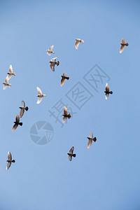 飞翔鸟鸟群在蓝天飞翔背景