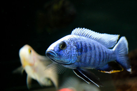 美丽的多彩鱼类在水族馆环境中游泳图片