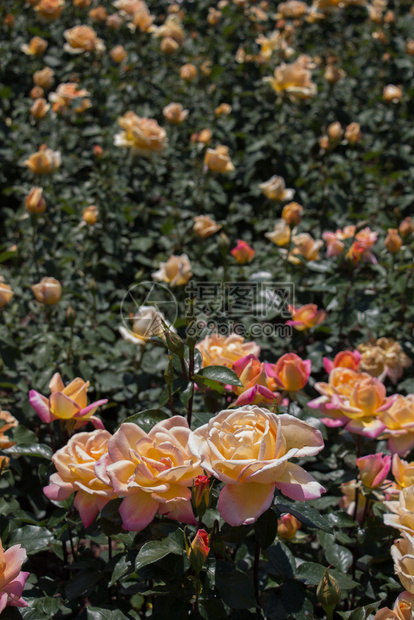 美丽多彩的玫瑰背景图片