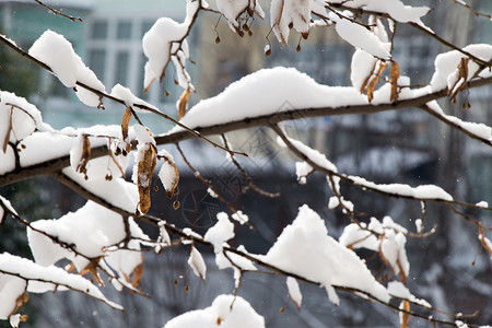 白冬背景有雪树枝图片