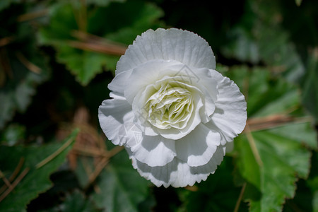 自然背景中的美丽贝戈尼亚花朵图片