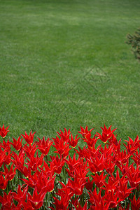 红色郁金香花在园中开图片