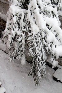 白冬背景有雪树枝图片