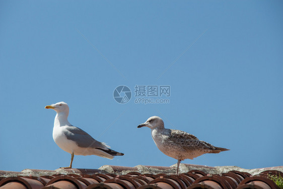 海鸥坐在屋顶上图片