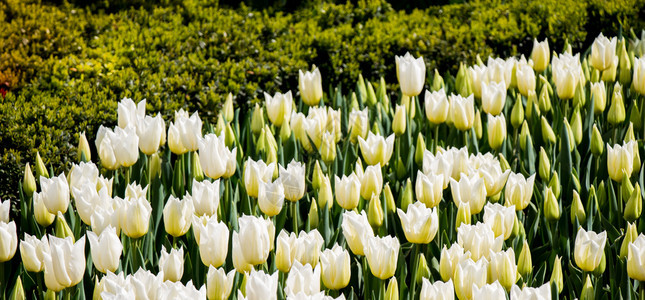 白色郁金香花在园中开图片