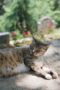 家猫在镇里街上看家猫图片