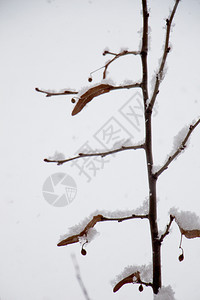 白冬背景有雪树枝图片