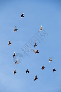 鸟群在蓝天飞翔背景图片