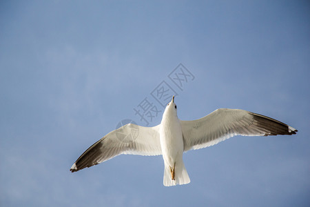 海鸥在蓝色天空中飞过海水高清图片