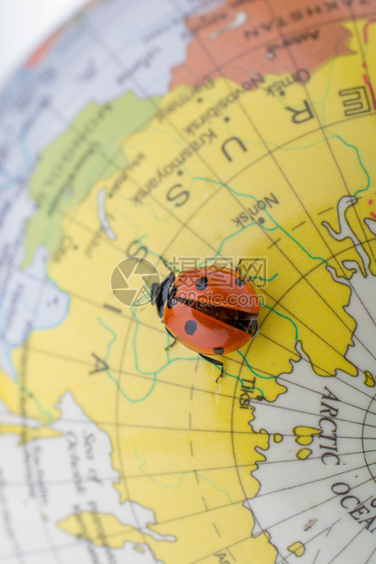 在一个多彩的模范球上行走Ladybug图片