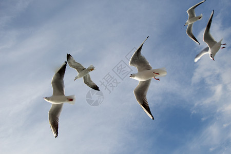海鸥在空中飞过水图片