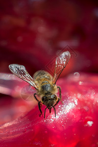 蜜蜂用干果浆喂奶图片