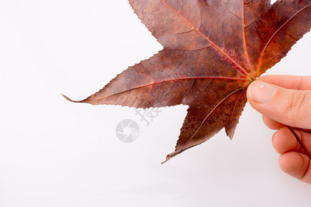 手握着白色背景的干秋叶手握着白色背景的干秋叶手握着白色背景的干秋叶图片