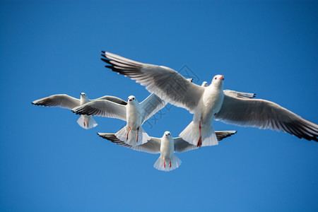 海鸥在天空中飞翔海鸥在天空背景中飞翔图片
