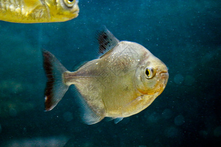 水族馆中美丽的鱼多彩鱼在水族馆环境中游泳图片