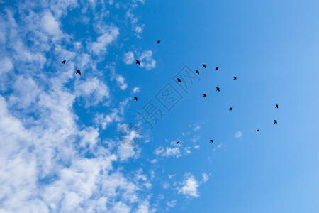 鸟儿在天空中飞翔背景图片