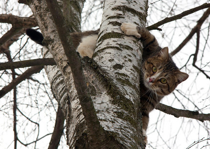 猫毛绒宠物爬上树图片