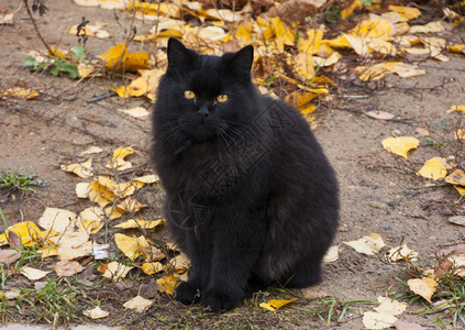 黑漂亮的猫小图片