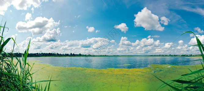 夏季杂草丛生的湖泊全景图杂草丛生的大型湖泊位于下诺夫哥罗德地区图片