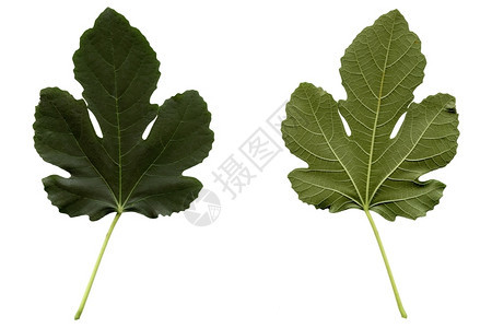 Fig叶子Fig树叶与白色背景隔绝图片