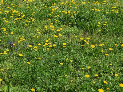 草原上盛开的黄色小花图片