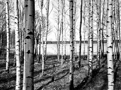 Birch树芬兰林中的Birch树图片