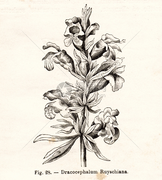 复古花卉插图意大利1891年左右1891年左右意大利的古董龙舌兰花插画图片