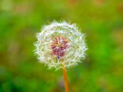 Dandelion花朵在模糊的绿色背景之上图片