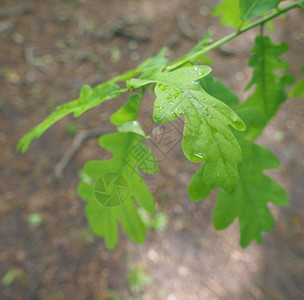 橡树的叶子橡树的绿色韭菜又名栎树图片