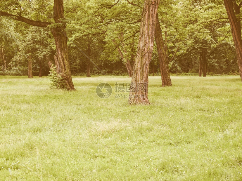在公园里重新找寻树林在公园里寻找草地和树木的古老传统图片