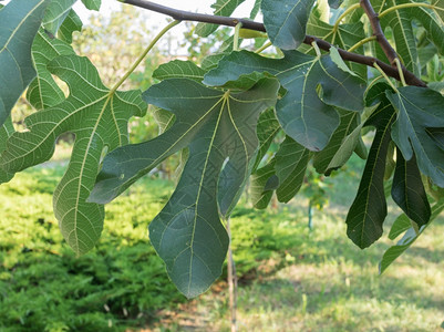 无花果叶子无花果树叶无花果树的叶子又名榕树背景