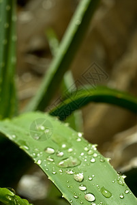 雨后叶子图片