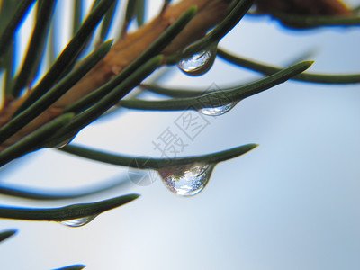 一些有雨滴的松针图片